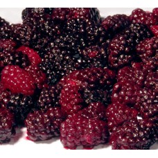 Iqf Marionberries 5/5 Lbs